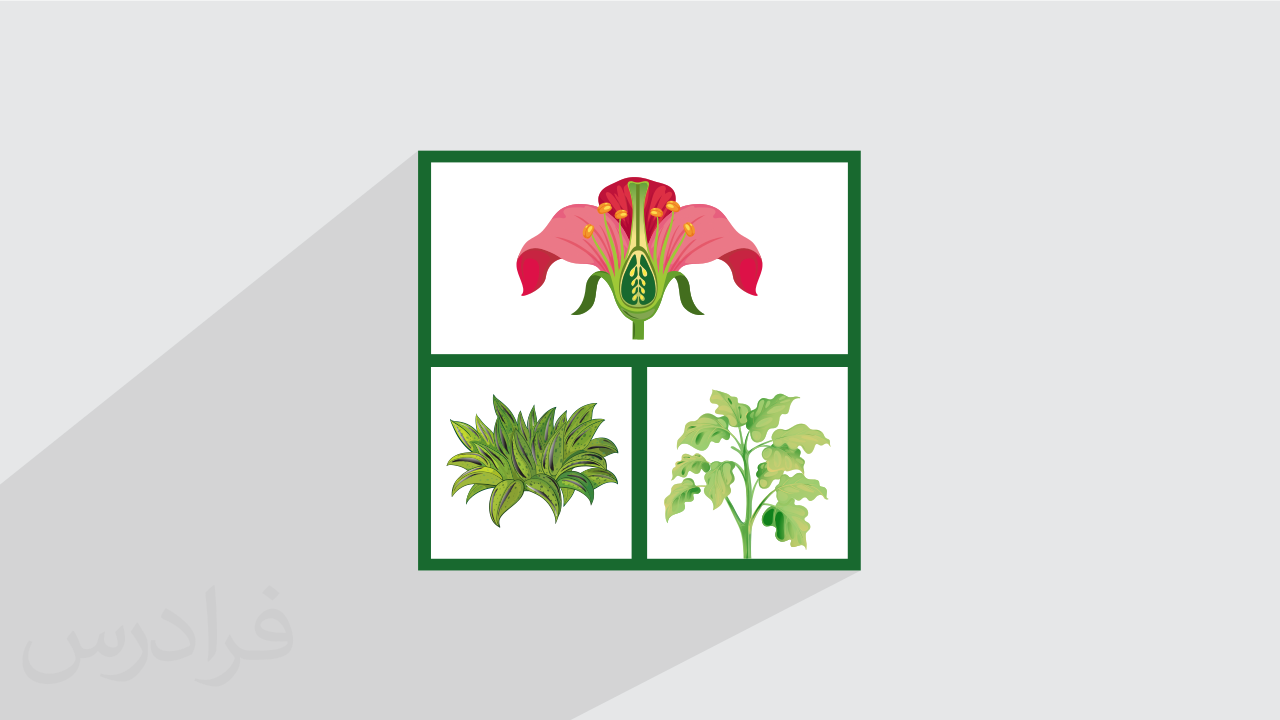 آموزش سیستماتیک گیاهی ۳ + مفاهیم کلیدی + گواهینامه