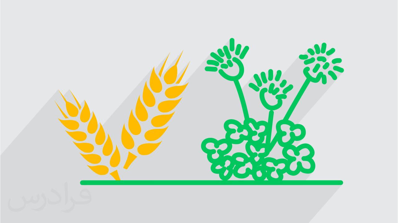 آموزش تثبیت CO2 توسط جوامع گیاهی در فیزیولوژی گیاهان زراعی (رایگان)