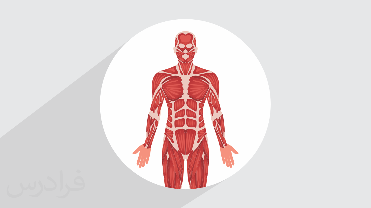 آموزش فیزیولوژی Physiology – تکمیلی + گواهینامه